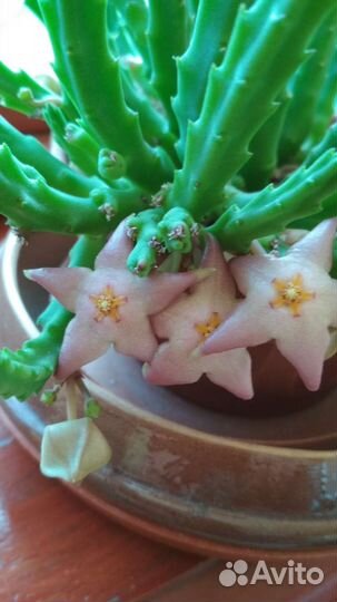 Стапелия, крассула суккуленты