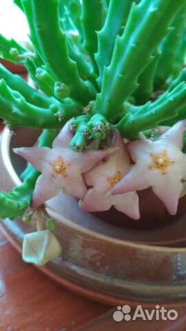 Стапелия, крассула суккуленты