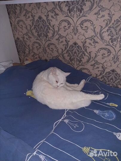 Передержка животных На связи 24/7(не гостиница)