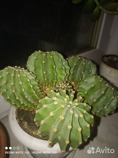 Кактусы и суккуленты