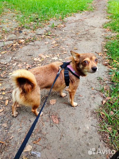 Собака в добрые руки отдам бесплатно