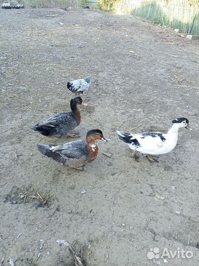 Утки муларды