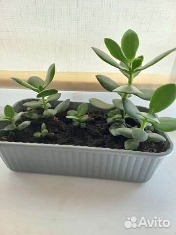 Толстянка, денежное дерево, комнатные растения