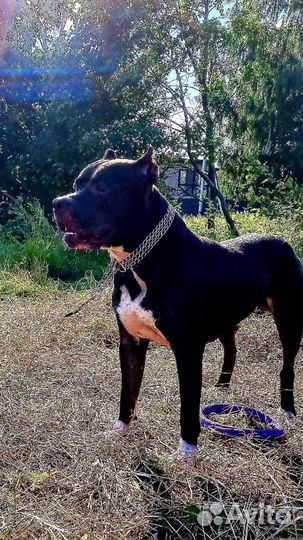 Питбуль, вязка