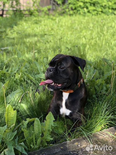 Зооняня. Выгул собак Адлер Пермь, передержка