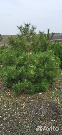 Сосна Крымская