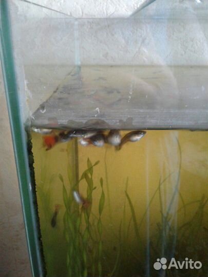 Растения для аквариума