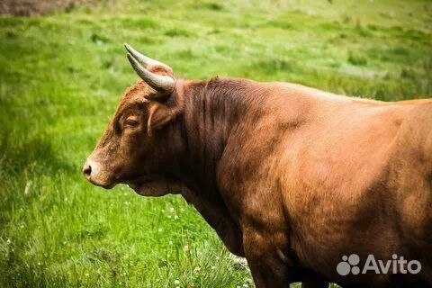 Крс.На мясо быки, тёлки, коровы