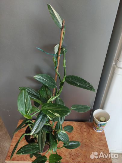 Филодендрон кобра белая