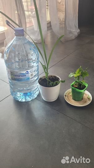 Комнатные цветы