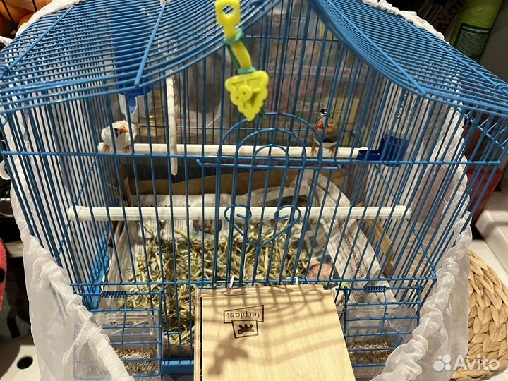 Зебровые амадины птенцы