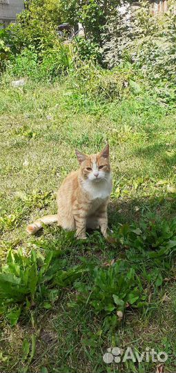 Котик в добрые руки