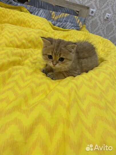 Кот золотая шиншила