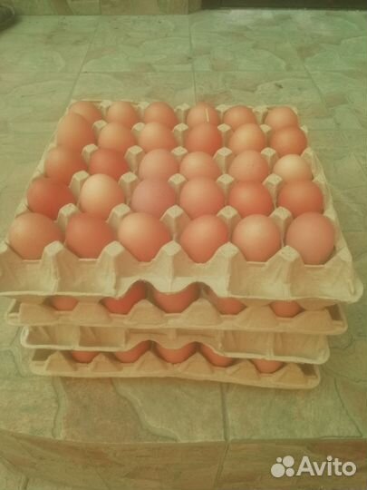 Домашние куриные яйца