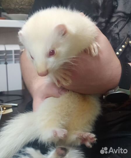 Хорек вязка