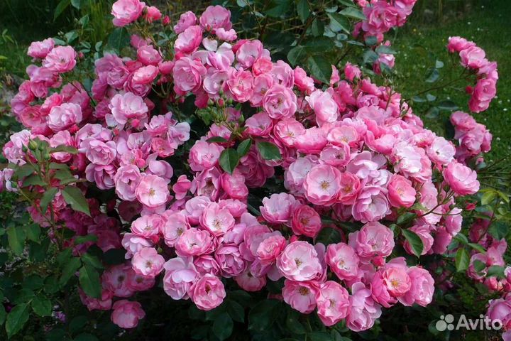 Роза флорибунда Angela