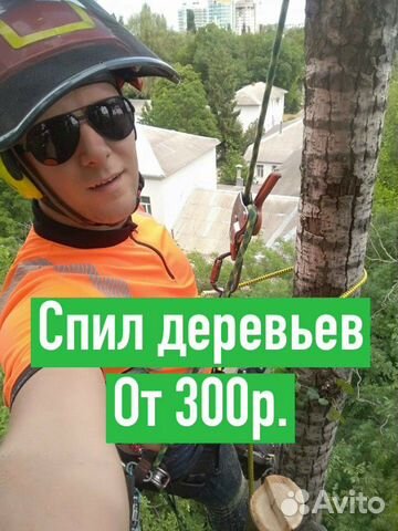 Спил деревьев в ростове на дону недорого. Shtil валка больших деревьев. Грунтовка спила дерева. Формовочная обрезка деревьев. Опилка деревьев.