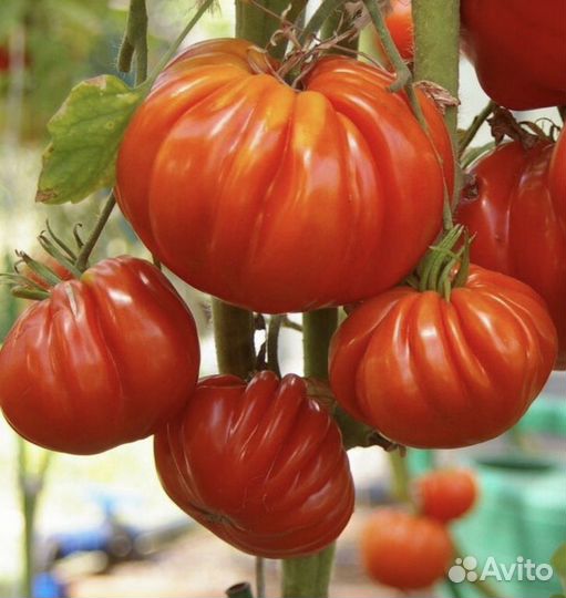 Семена томатов + коллекционные, перец острый