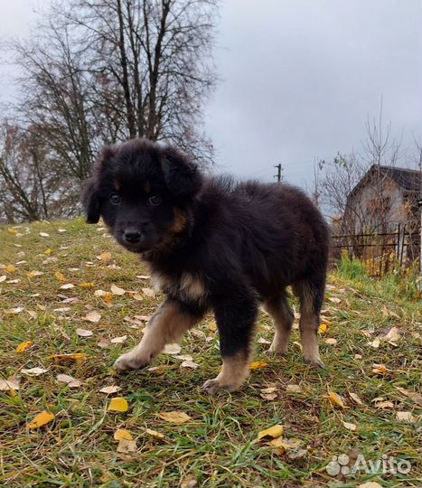 Щенок в добрые руки