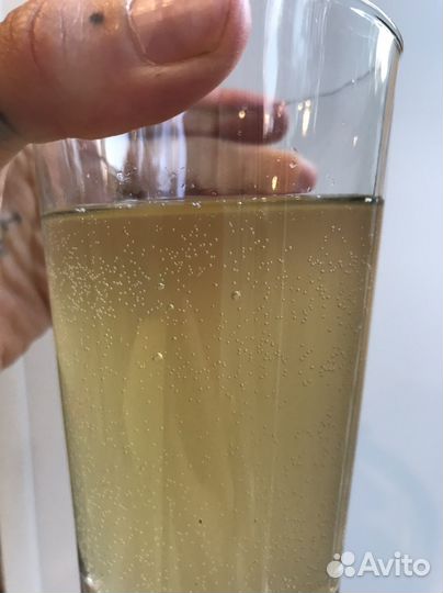 Комбуча, чайный гриб