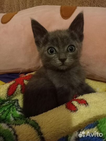 Отдам котят