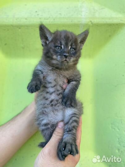 Чаузи ф1 гризли