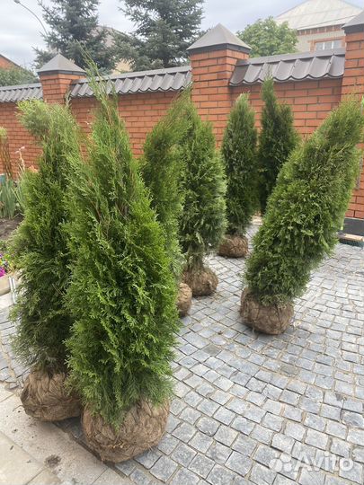 Туя смарагд