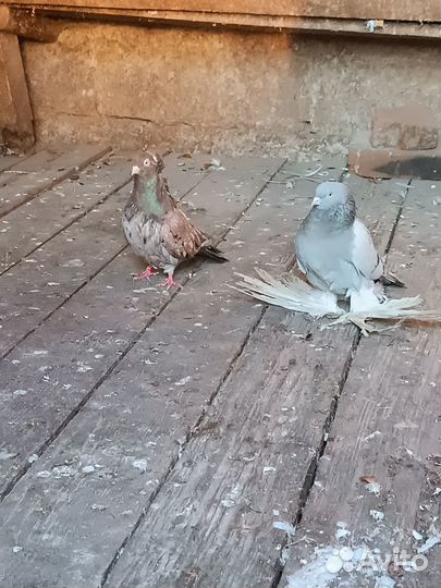 Продажа голубей