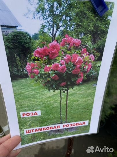 Роза на штамбе