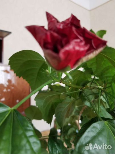 Китайская роза