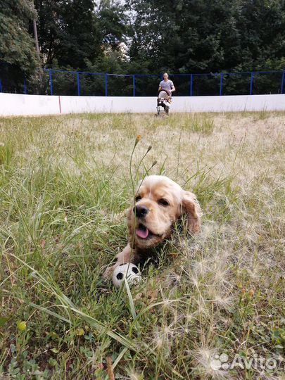 Передержка животных