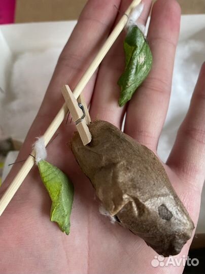 Куколки - коконы бабочек для выращивания