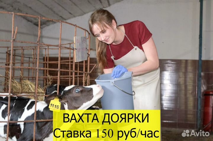 Вахта Доярка 18+