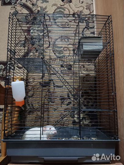 Крыса вместе с клеткой