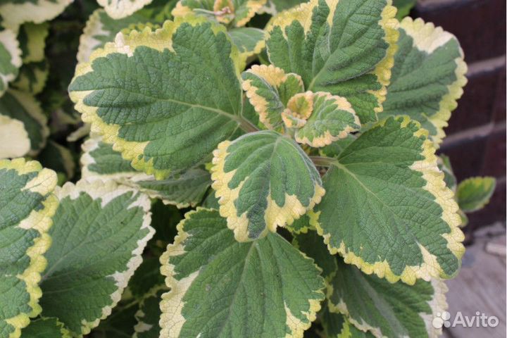 Плектрантус