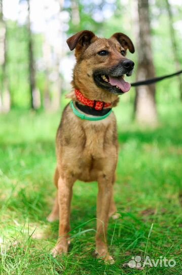 Собака из приюта в добрые руки бесплатно