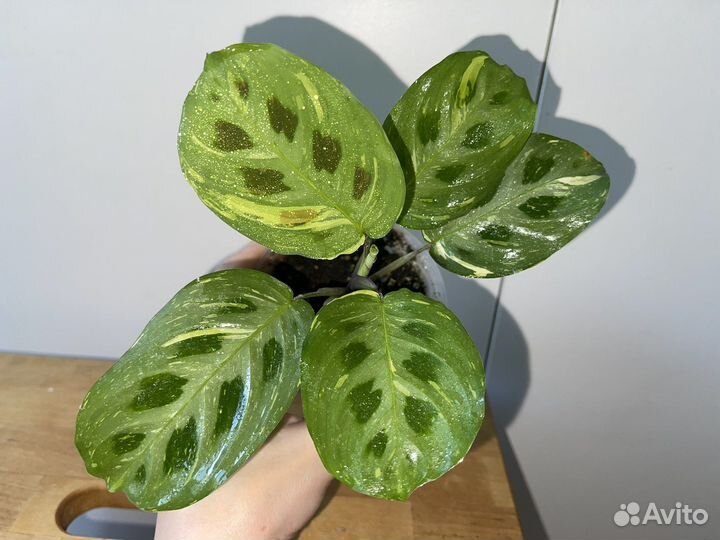 Маранта бьюти ким