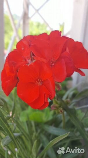 Пеларгония герань