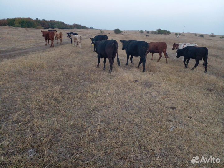 Телки стельные