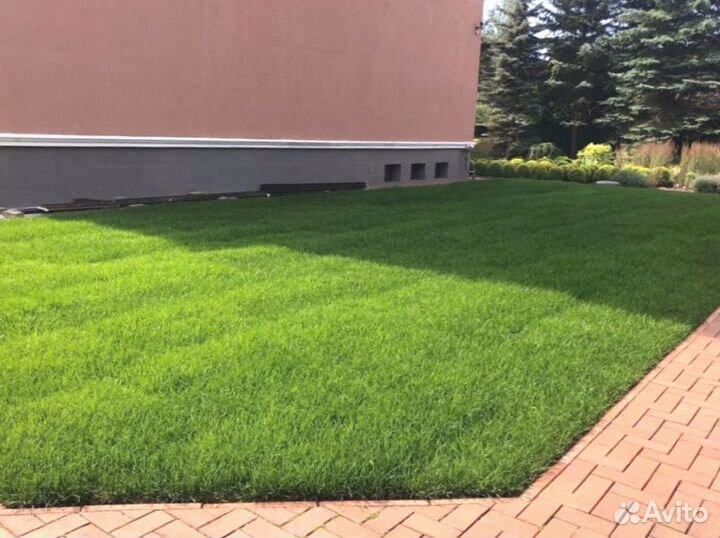 Рулонный газон 