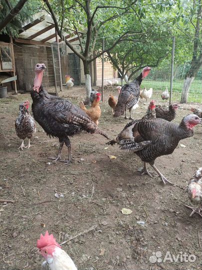 Индюк, индюшки, продажа живым весом