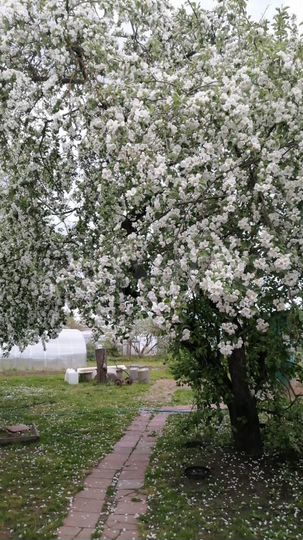 Дом 59 м² на участке 50 сот.