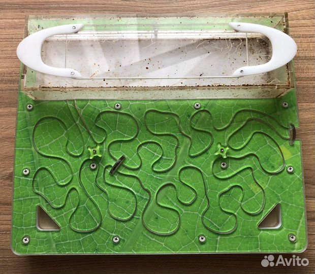 Муравьиная ферма с муравьями