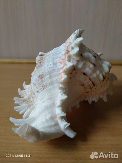 Ракушка морская