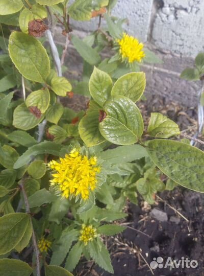 Многолетние цветы