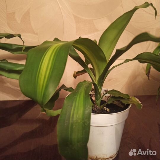 Драцена душистая, деремная, Сандера
