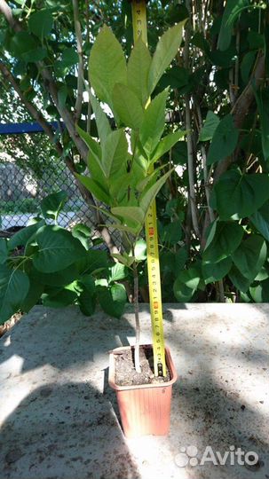 Саженцы хвойных и лиственных растений