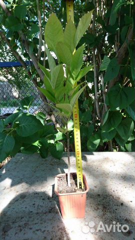 Саженцы хвойных и лиственных растений