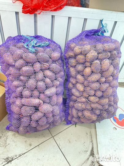 Картофель на посадку