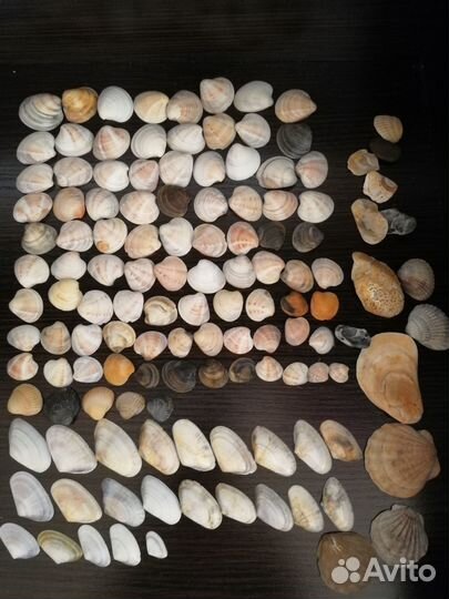 Ракушки и камушки для поделок